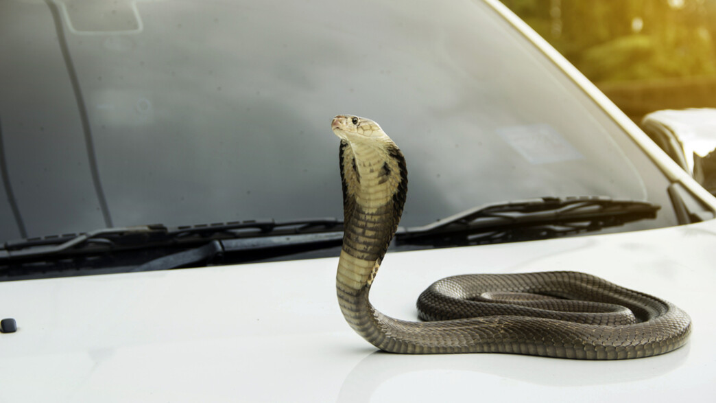 נחש על רכב
