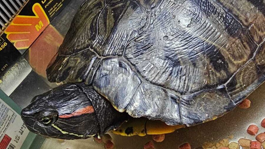 צב בטיסת אל על צב בטיסת אל על