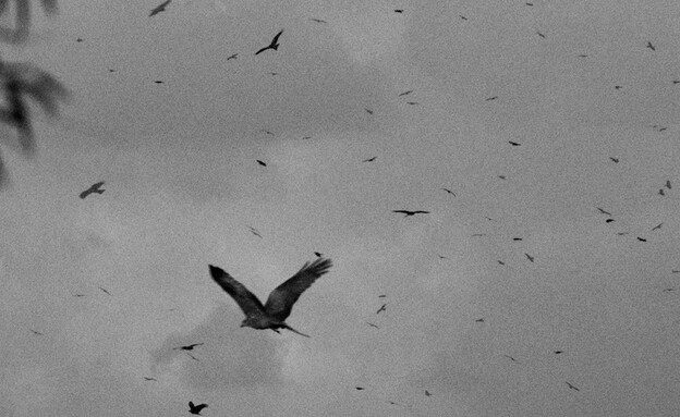 דימוי מתוך אש ממרחקים 2025