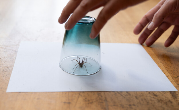 עכביש מתחת לכוס