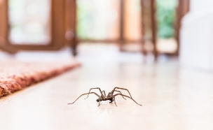 עכביש בבית (צילום: shutterstock_Christine_Bird)