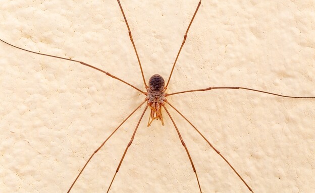 עכביש בבית, רעדניים, רעדן