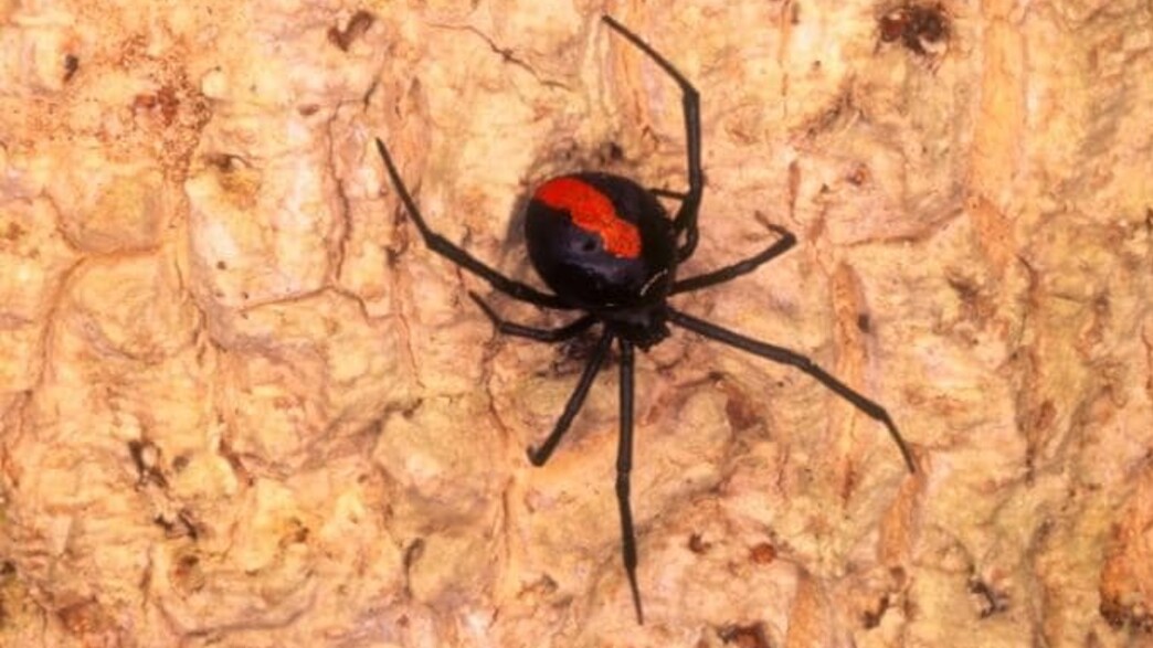עקיצת עכביש אדום גב
