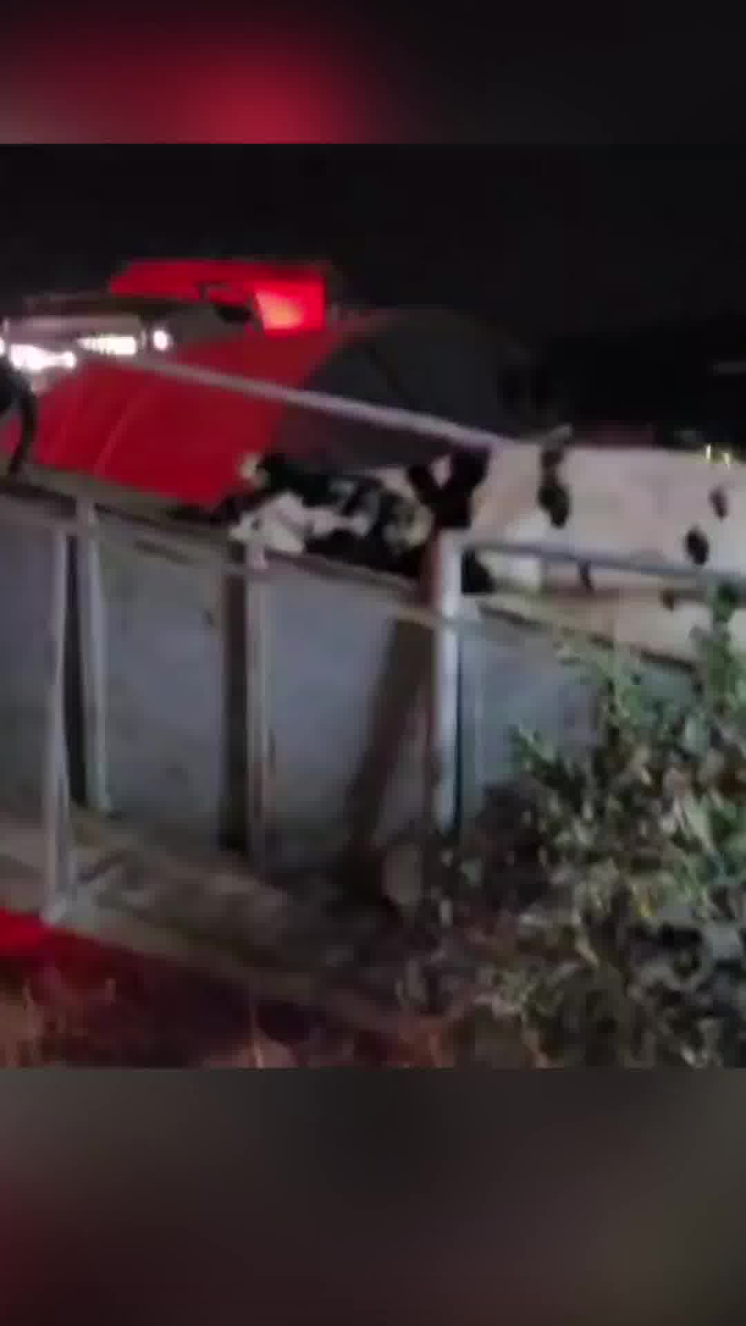 שבו הביתה: 600 הפרות של קיבוץ כיסופים שבו היום לרפת חדשה שנפגעה קשות ב-7.10
