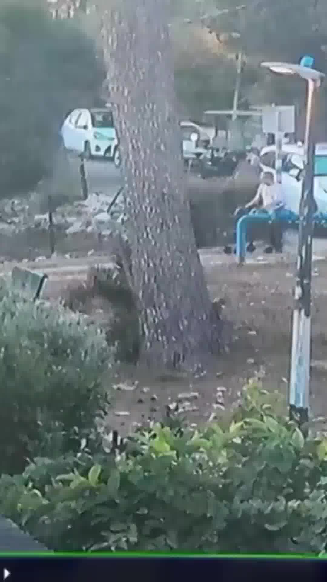 אירוע חריג בעפולה: "הכלבה של השכנים הסתערה לעבר אבי הסיעודי והוא מעד ונפל"