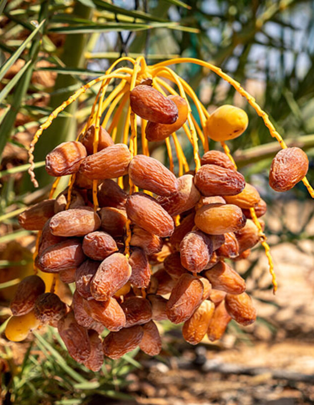 מתושלח 2020 Methuselah Dates Harvest