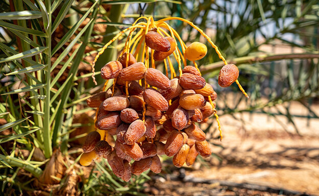 מתושלח 2020 Methuselah Dates Harvest (צילום: מרקוס שונהולץ)