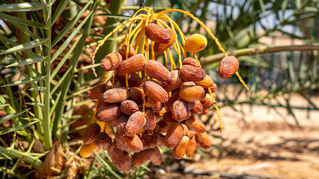 מתושלח 2020 Methuselah Dates Harvest מתושלח 2020 Methuselah Dates Harvest