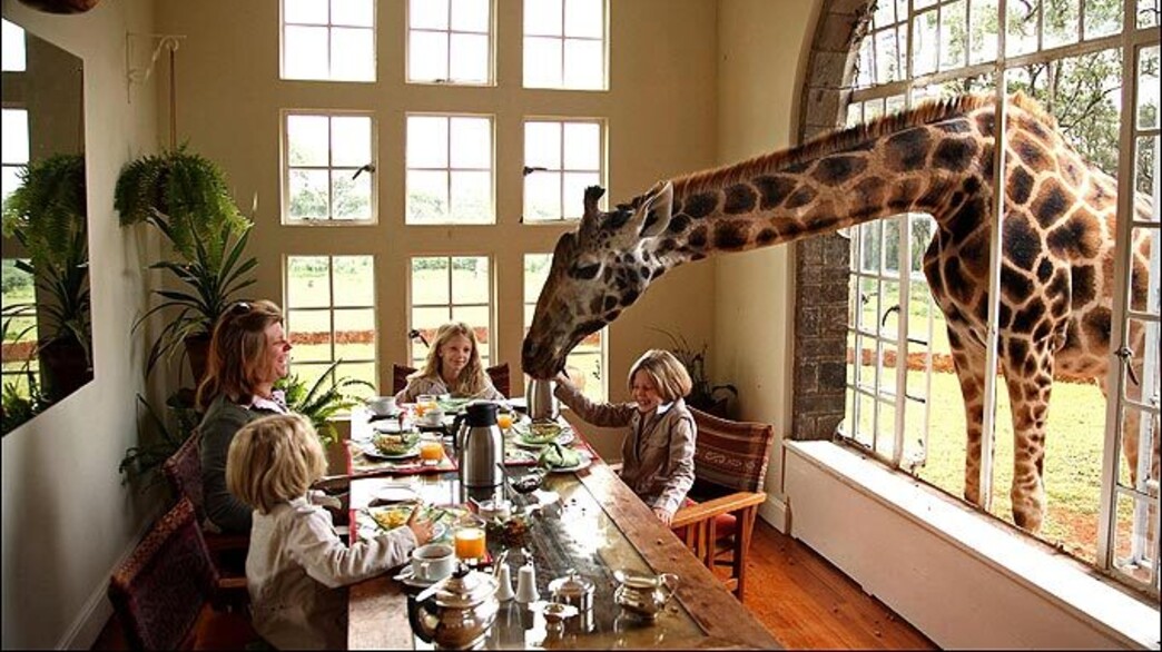ארוחה עם ג'ירפה, מלון ג'ירפות