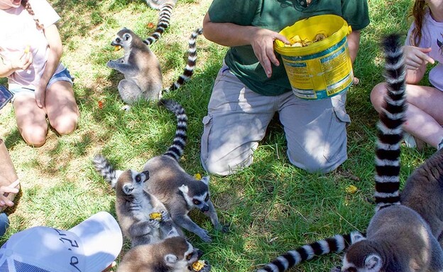 קיץ בגן החיות בירושלים