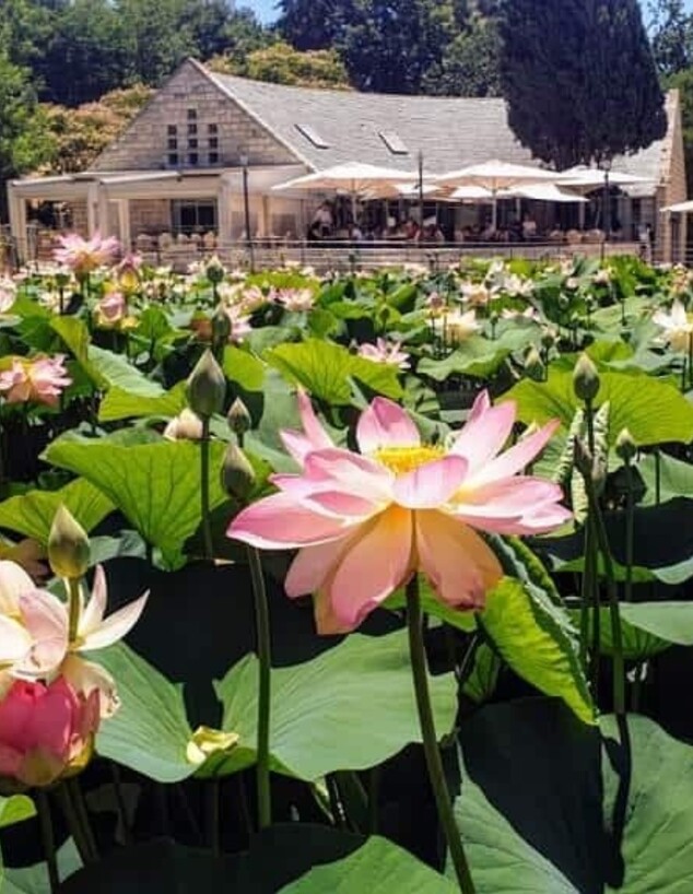 קרקס ביער - קיץ בגן הבוטני גבעת רם קרקס ביער - קיץ בגן הבוטני גבעת רם