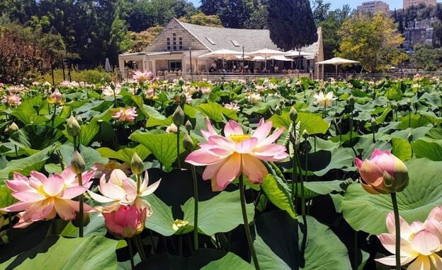 קרקס ביער - קיץ בגן הבוטני גבעת רם 