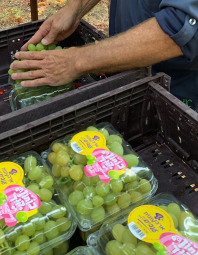 ענבי ארבע עונות