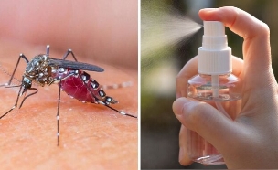 קולאז יתוש ספריי (צילום: fukomuffin, SHUTTERSTOCK // RotemGrossman AP)