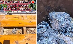 המשפחה לא הפסיקה להתגרד (צילום: טיקטוק)