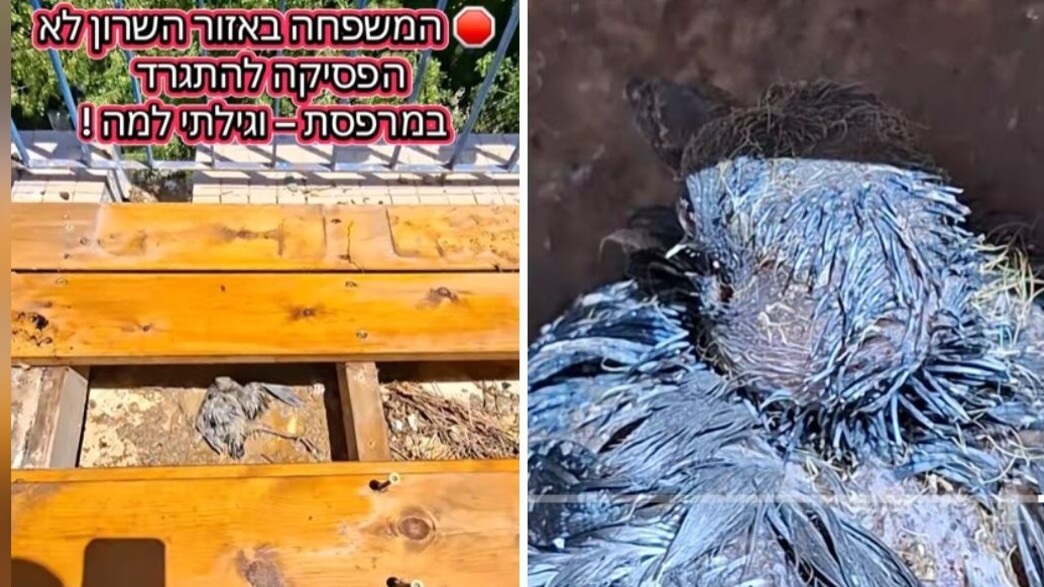 המשפחה לא הפסיקה להתגרד המשפחה לא הפסיקה להתגרד