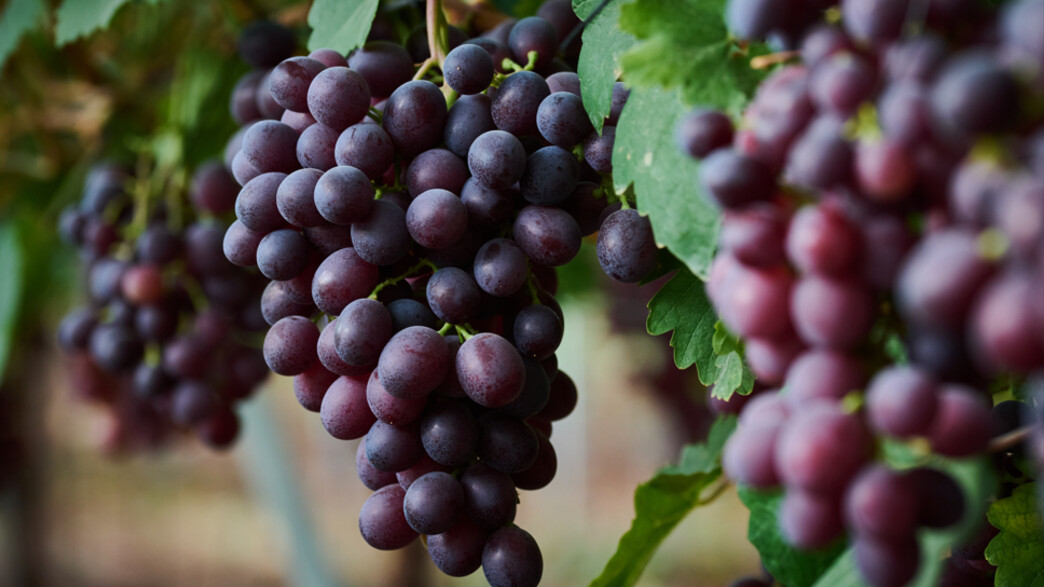 ענבי ארבע עונות