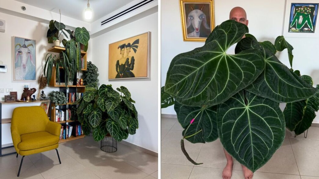 עציצים מרשימים עציצים מרשימים