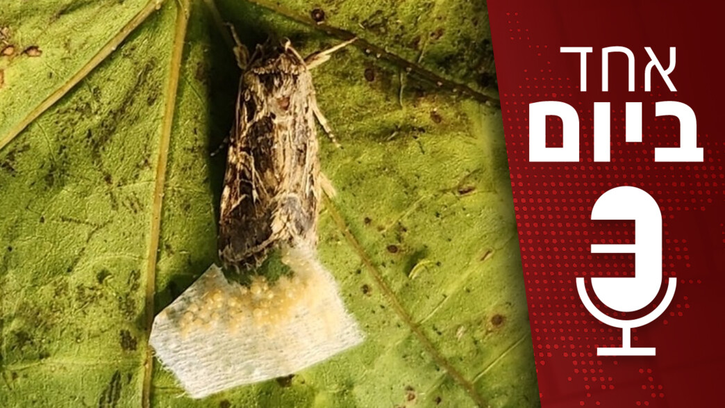 אחד ביום - 22.07.2025