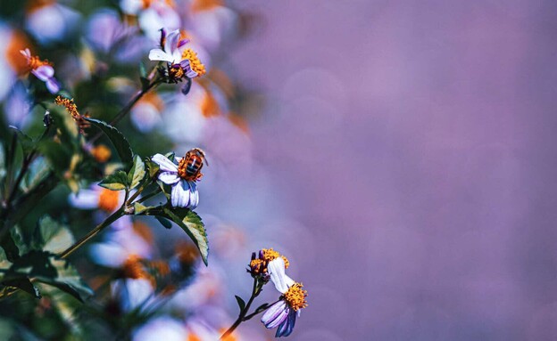 יובל היידן יובל היידן