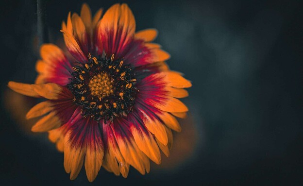 יובל היידן יובל היידן