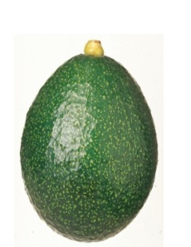 אבוקדו מזן ריד (צילום: מועצת הצמחים)