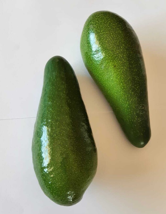אבוקדו מזן גליל (צילום: מועצת הצמחים)