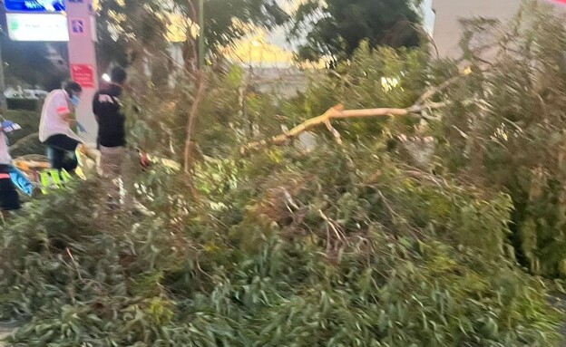 הרוג מקריסת עץ באסף הרופא