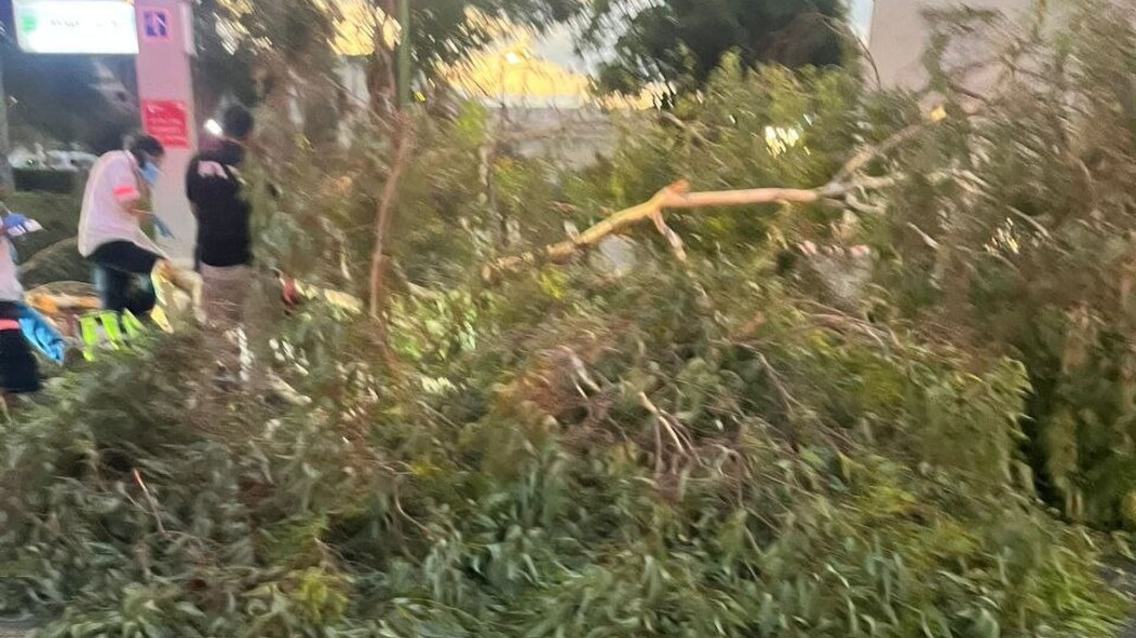 הרוג מקריסת עץ באסף הרופא הרוג מקריסת עץ באסף הרופא
