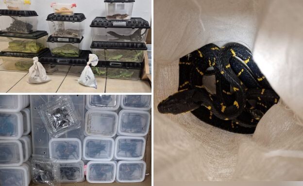 הזוחלים שחולצו מהמזוודה הזוחלים שחולצו מהמזוודה