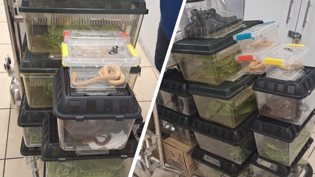 ניסיון הברחת זוחלים