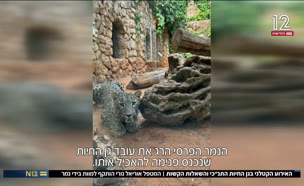 20zoo_vtr2_n20250801_v1 (צילום: חדשות)