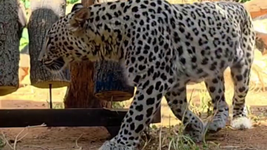נמר פרסי בגן החיות התנכ"י