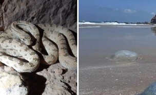 הסכנות בקיץ (צילום: נחש: ידידיה שמואל, רשות הטבע והגנים, ים: חיים לסט
חיים לסט
)
