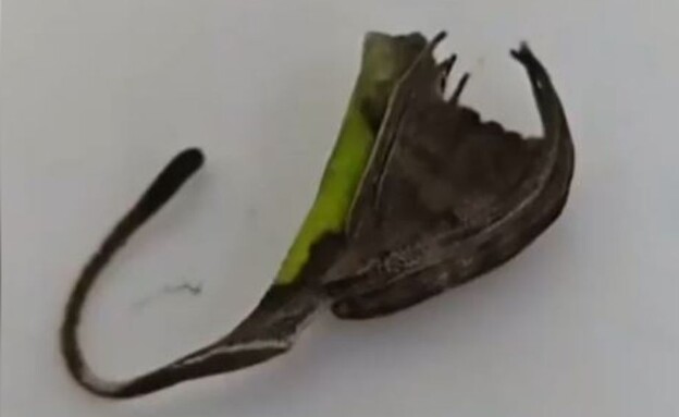קרנאטקה (צילום: מתוך הרשתות החברתיות לפי סעיף 27א׳ לחוק זכויות יוצרים)