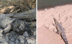 תנין מת חוות פצאל (צילום: פרטי)