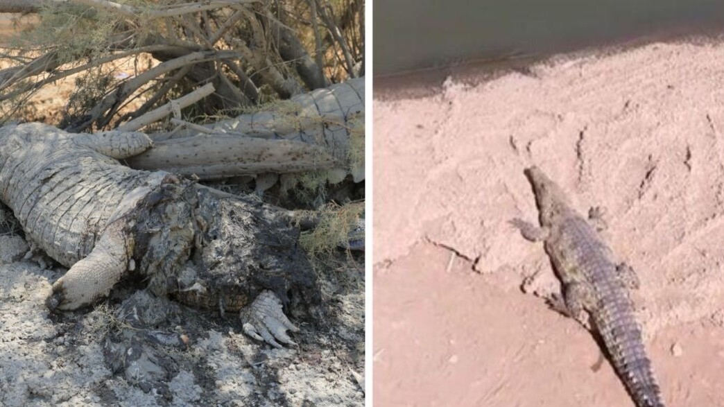 תנין מת חוות פצאל