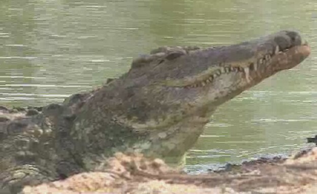 חוות התנינים חוות התנינים