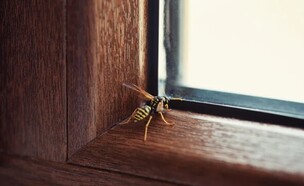 נכנסה לכם צרעה לבית? הפעולה שחייבים לעשות מיד (צילום: delihayat / Getty Images)