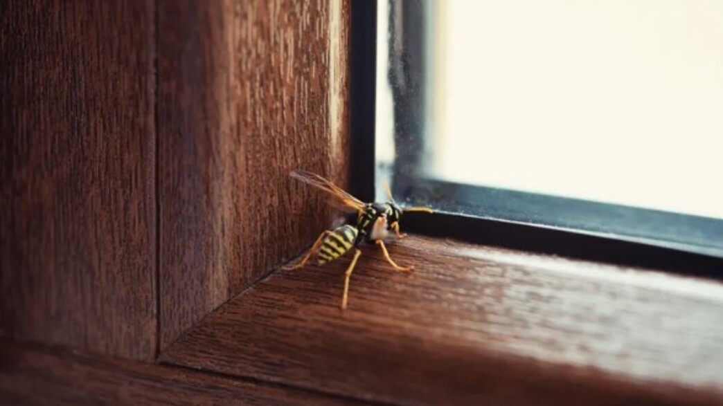 נכנסה לכם צרעה לבית? הפעולה שחייבים לעשות מיד