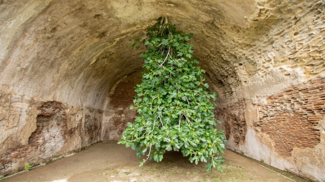 עץ התאנה ההפוך באיטליה, Upside-Down Fig Tree Bacol עץ התאנה ההפוך באיטליה, Upside-Down Fig Tree Bacol