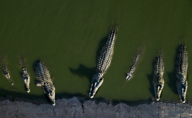 חוות התנינים בפצאל חוות התנינים בפצאל