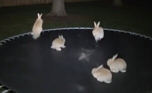 ארנבים על טרמפולינה (צילום: טיקטוק)