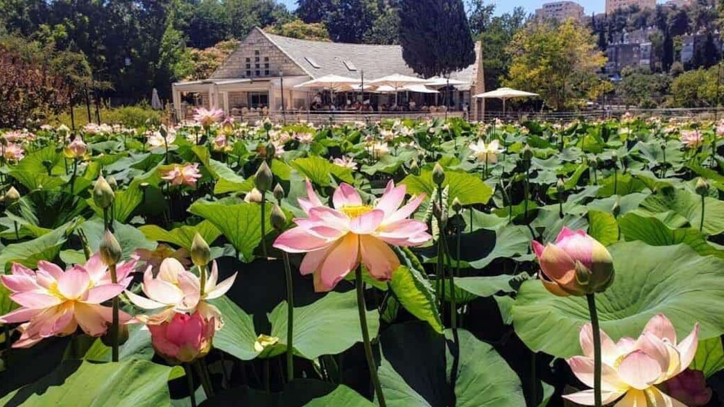קרקס בגן הבוטני בגבעת רם קרקס בגן הבוטני בגבעת רם