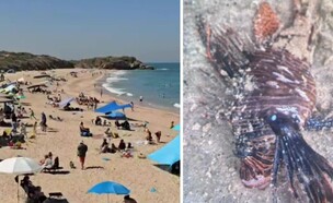 דג זהרון, חוף פלמחים (צילום: לפי סעיף 27א' | החדשות)