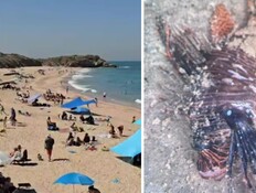 דג זהרון, חוף פלמחים (צילום: לפי סעיף 27א' | החדשות)