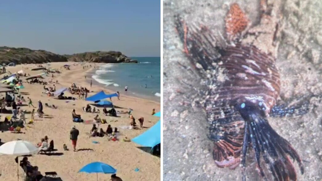 דג זהרון, חוף פלמחים