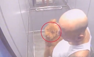 משה ברששת מטיח כלב במעלית