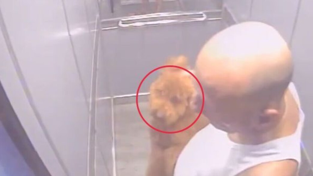 משה ברששת מטיח כלב במעלית