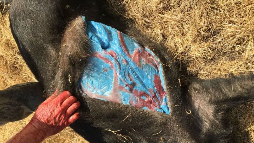 חזירי בר עם בשר כחול